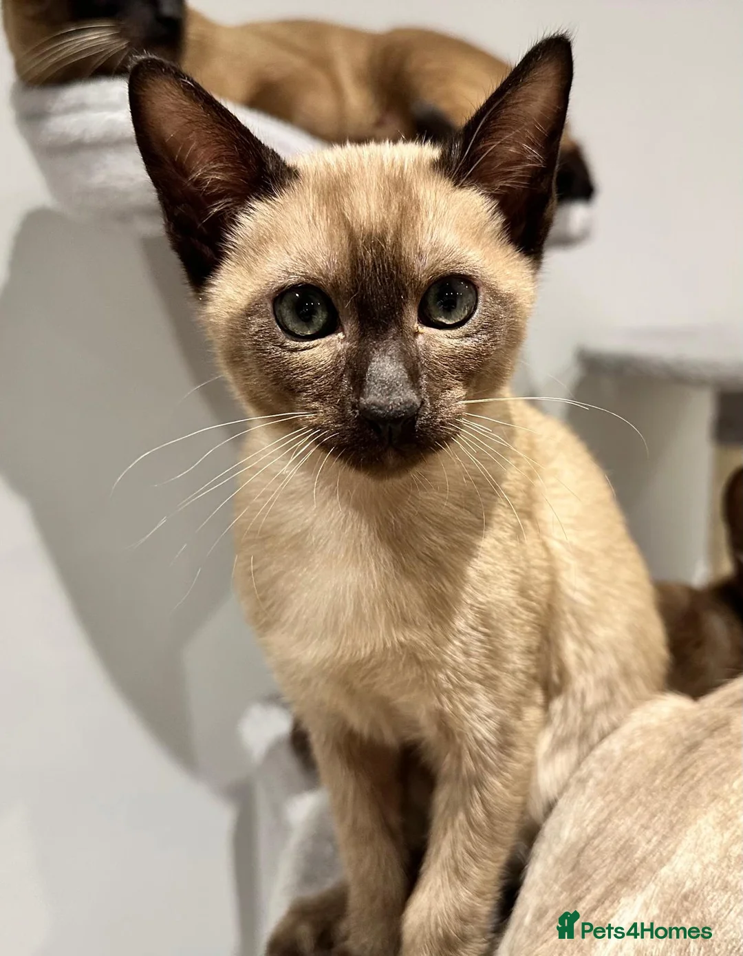 Tonkinese cats for sale: Gorgeous Pedigree Tonkinese Kittens - Advert 3