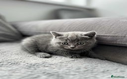 British Shorthair cats for sale: British Shorthair kittens  - Image 2