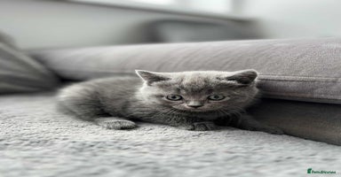 British Shorthair cats - Advert 16