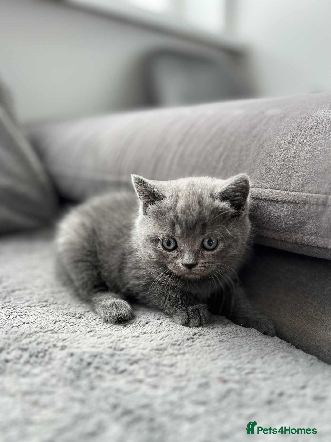 British Shorthair cats for sale: British Shorthair kittens  - Image 2