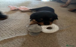 Mixed Breed dogs for sale: Rottweiler x puppys - Image 7