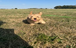 Cockapoo dogs for sale: Adorable Cockapoo Puppies  - Image 15