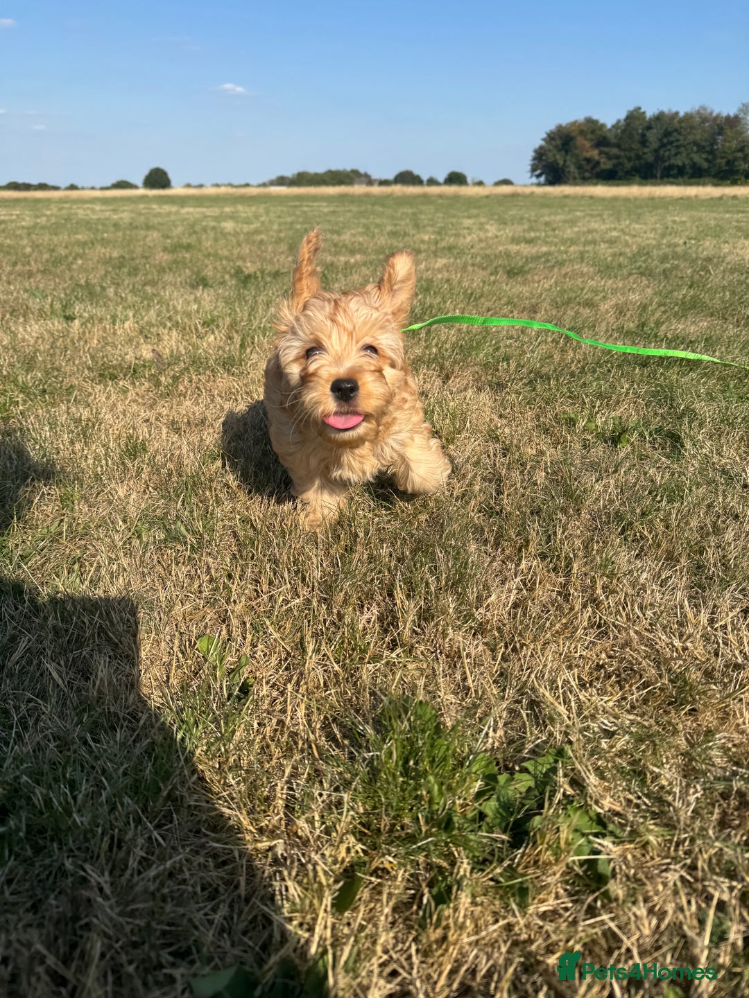 Cockapoo dogs for sale: Adorable Cockapoo Puppies  - Image 15
