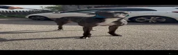 Greyhound dogs for sale: bale  - Advert 4