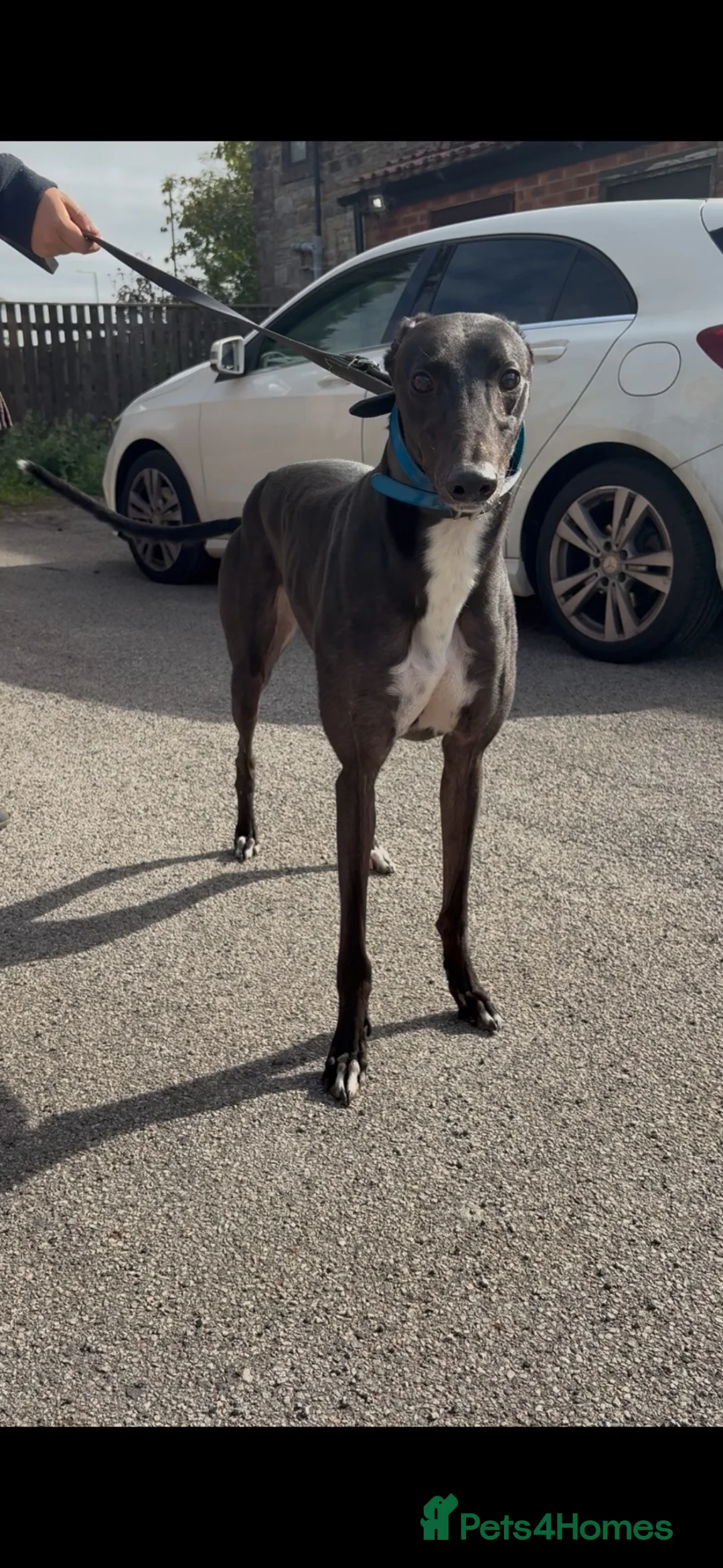 Greyhound dogs for sale: bale  - Advert 4