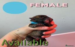 Mixed Breed dogs for sale: Mixed Breed Puppies - Image 15