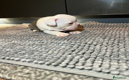 French Bulldog dogs for sale: ♥️Litter of 6 French Bulldog Puppies♥️ - Advert 34