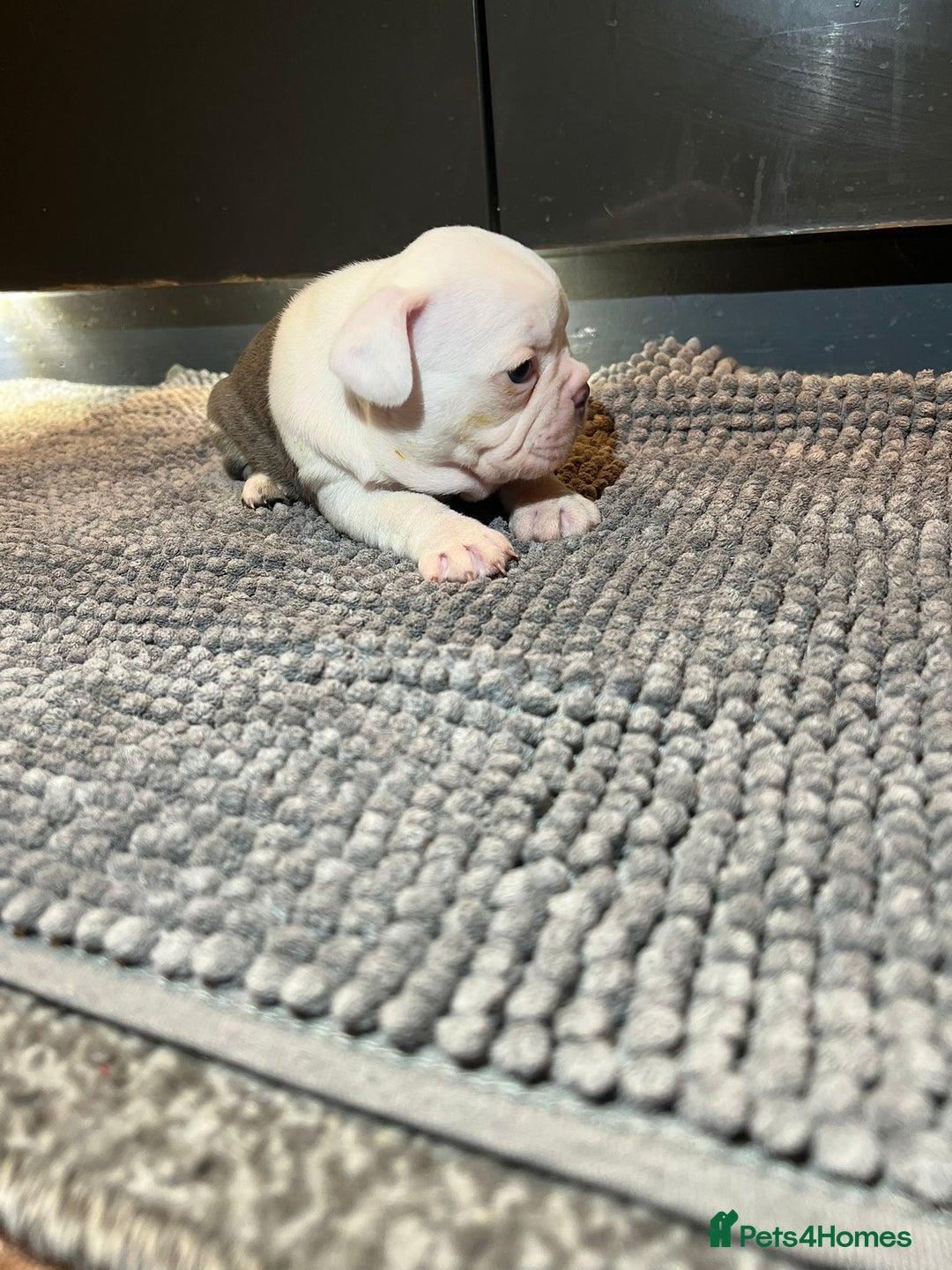 French Bulldog dogs for sale: ♥️Litter of 6 French Bulldog Puppies♥️ - Advert 34
