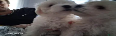 Bichon Frise 4