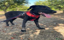 Mixed Breed dogs for adoption: Lovely Leah - Image 11