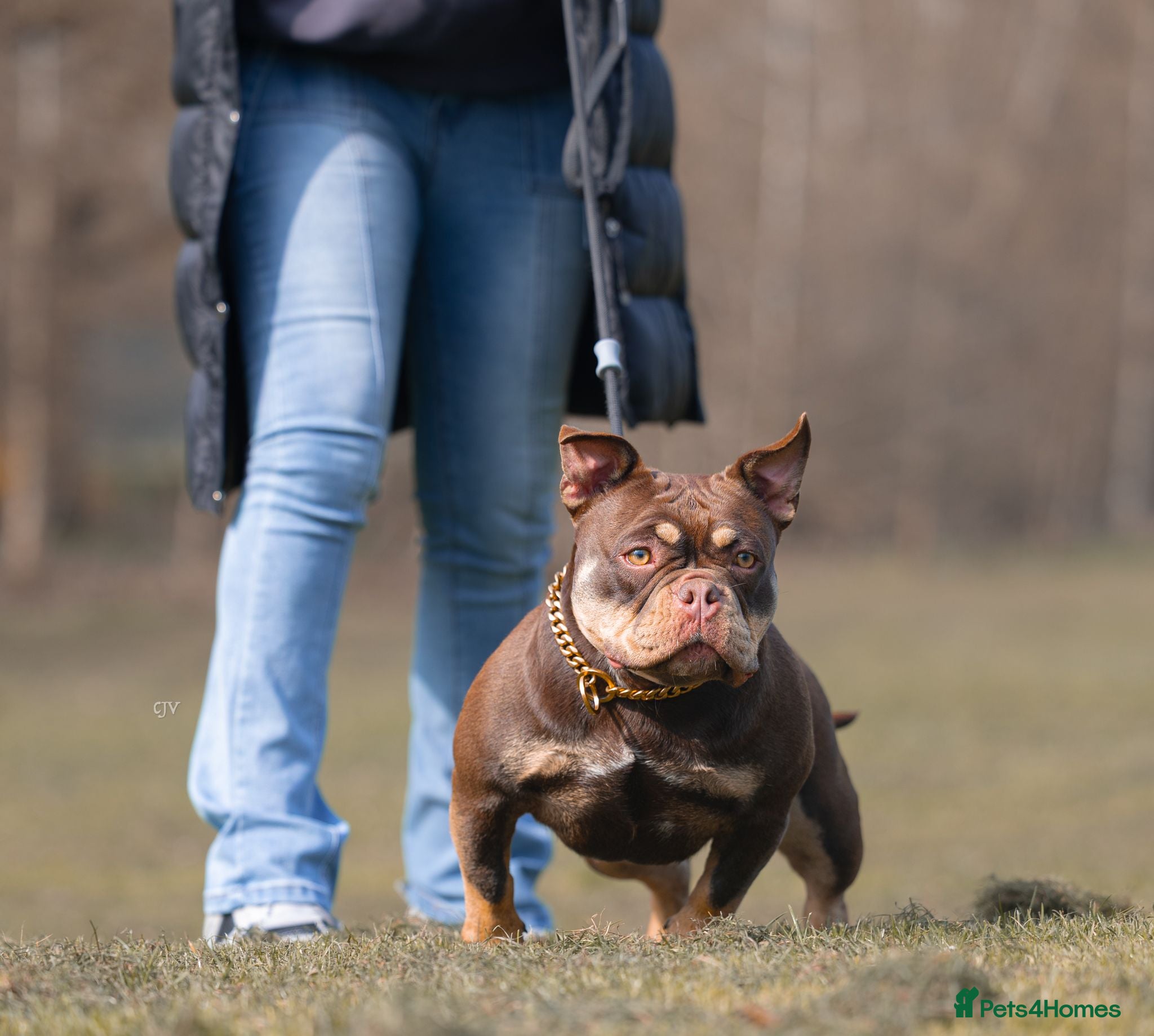 American Bully dogs American bully - Advert 4