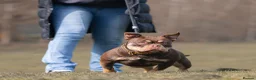 American Bully dogs for sale: American bully - Advert 1