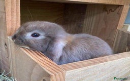 Mini Lop rabbits for sale: MINI LOP BUNNIES / PEDIGREE  - Image 28