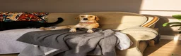 Mixed Breed dogs for adoption: Meet Alice Fragile Heart,Gentle Soul, Endless Love in Nottingham - Advert 6