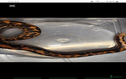 Snake reptiles for sale: Pair of Kenyan sandboas  - Image 1