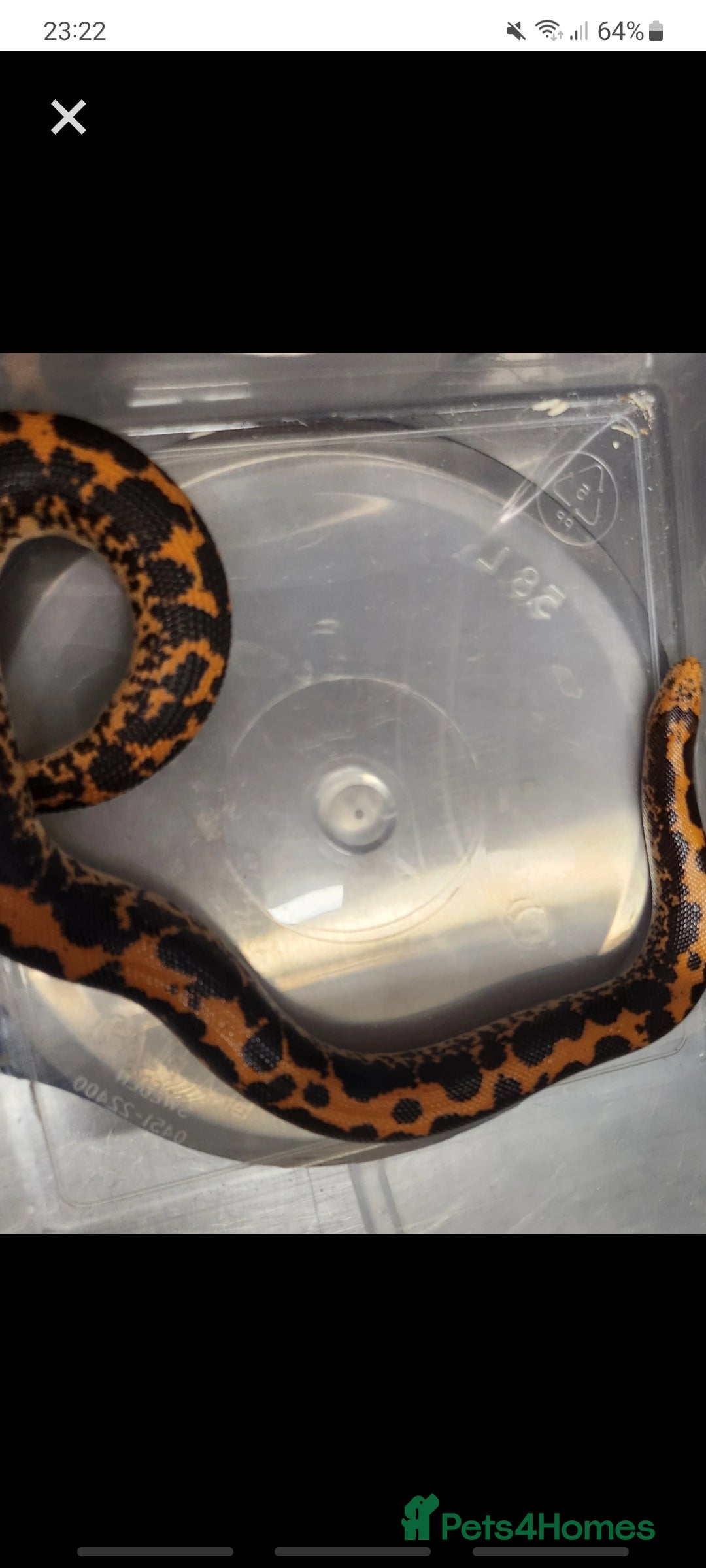 Snake reptiles for sale: Pair of Kenyan sandboas  - Image 1