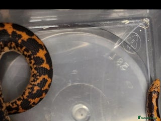 Snake reptiles - Advert 5