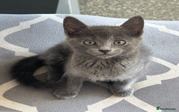 Domestic Shorthair cats for sale: 3x grey kittens ready to leave (2x male, female) - Image 4