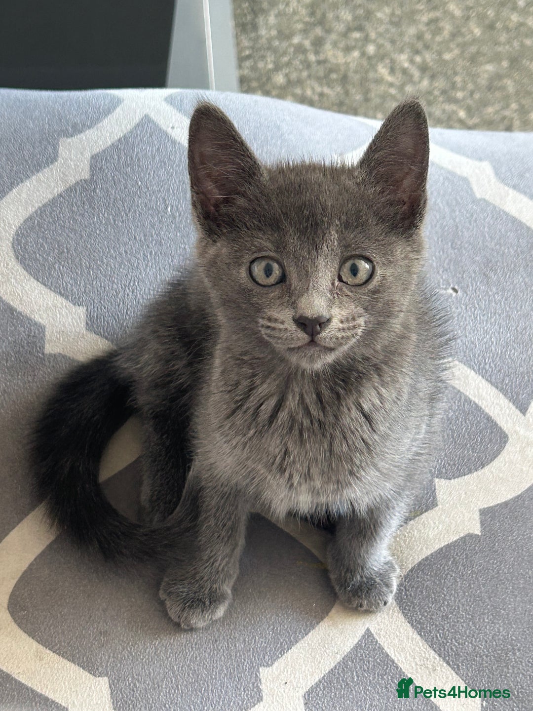 Domestic Shorthair cats for sale: 3x grey kittens ready to leave (2x male, female) - Image 4