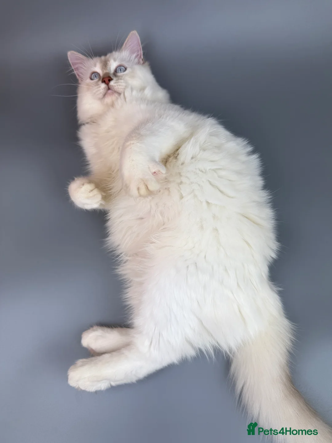 Ragdoll cats for sale: BONDED RAGDOLL BROTHERS - HEALTH TESTED PARENTS - Advert 13