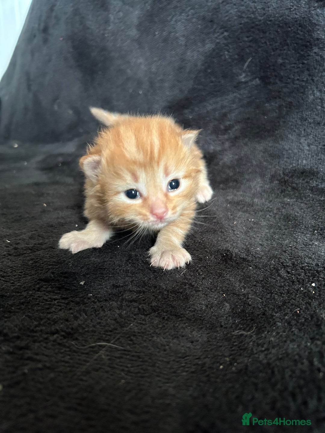 Mixed Breed cats for sale: Adorable Christmas ready kittens 🎅🏼🎄🎁 - Advert 6