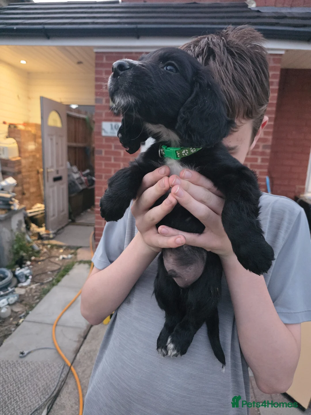 Cocker Spaniel dogs for sale: Cocker Spaniel Puppies - Advert 2