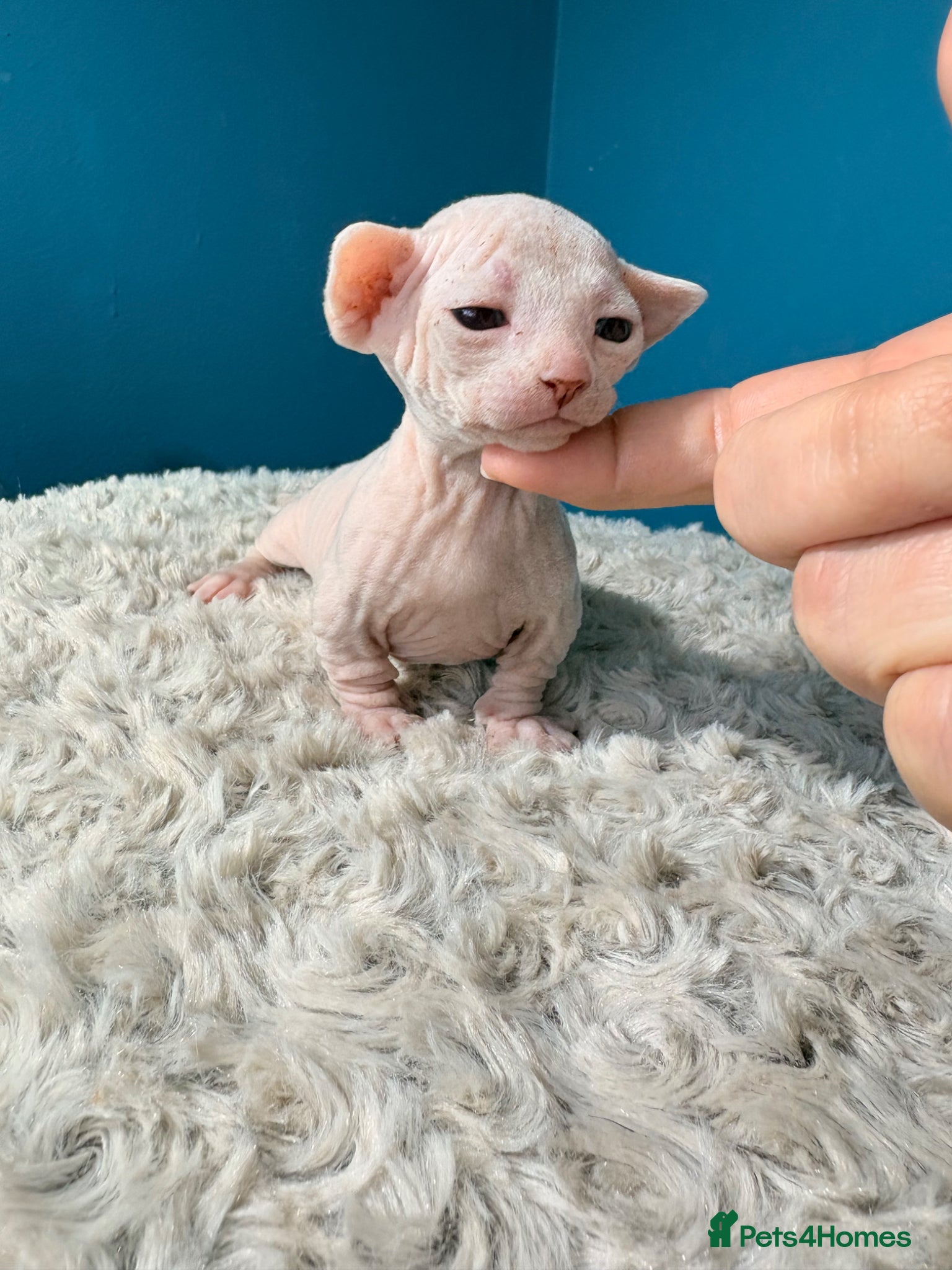 Sphynx Kitten 4