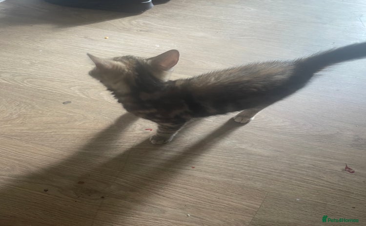 Domestic Shorthair cats - Advert 5
