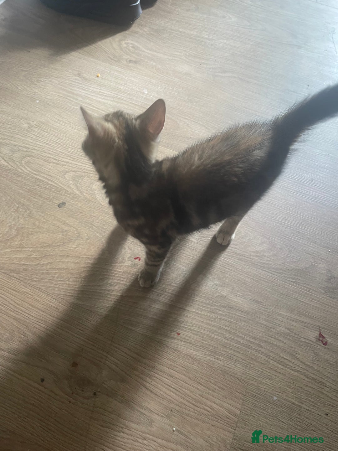 Domestic Shorthair cats for sale: Mum cat with kitten  - Image 1