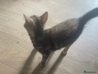 Domestic Shorthair cats - Advert 38