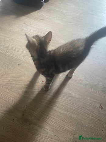 Domestic Shorthair cats - Advert 38