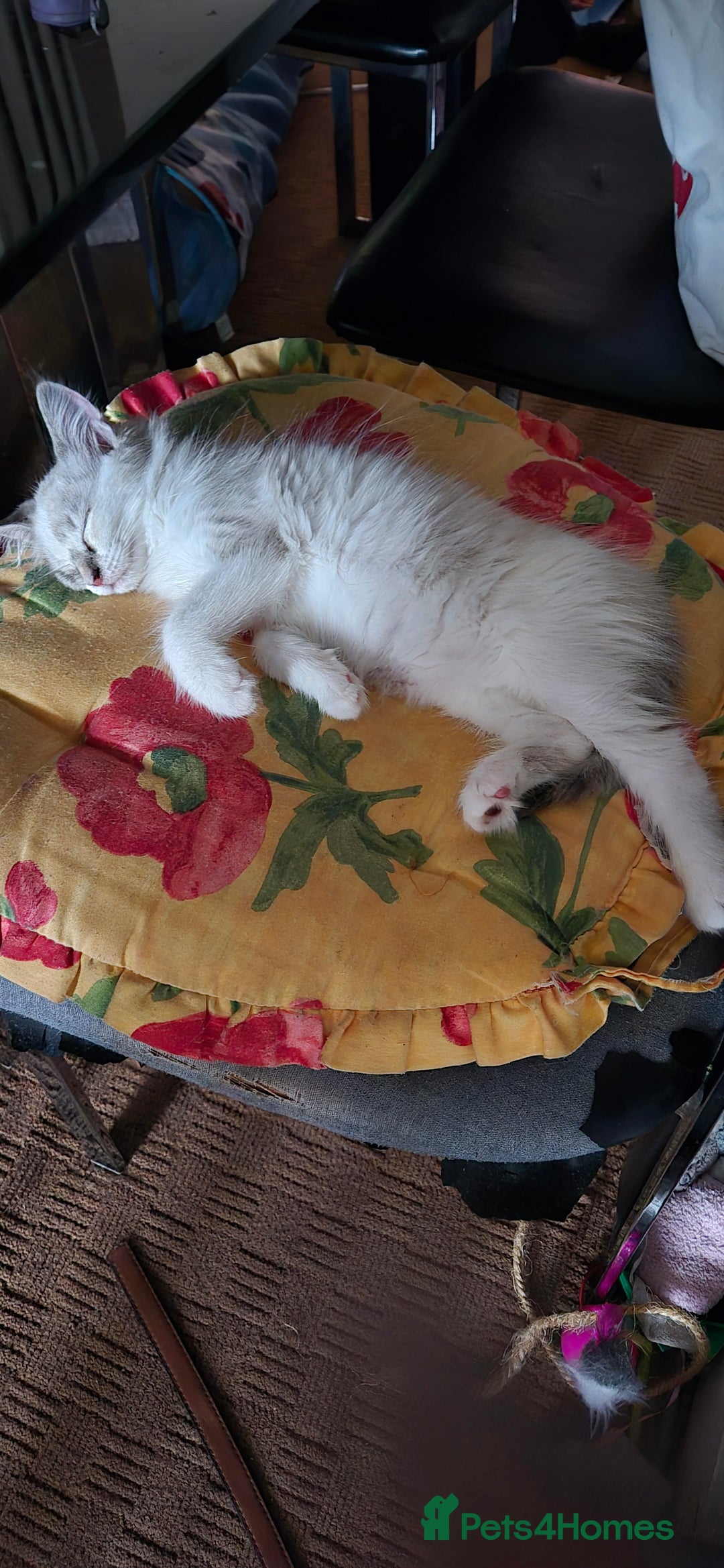 Turkish Angora cats for sale: Turkish angora  - Image 11