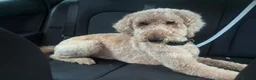 Standard Poodle dogs for stud: Leo our stunning light red/apricot standard poodle in Saint Helens - Advert 6
