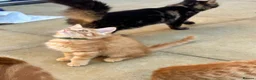 Mixed Breed cats for sale: Beautiful Ginger & Tortoiseshell Kittens in Faringdon - Advert 18