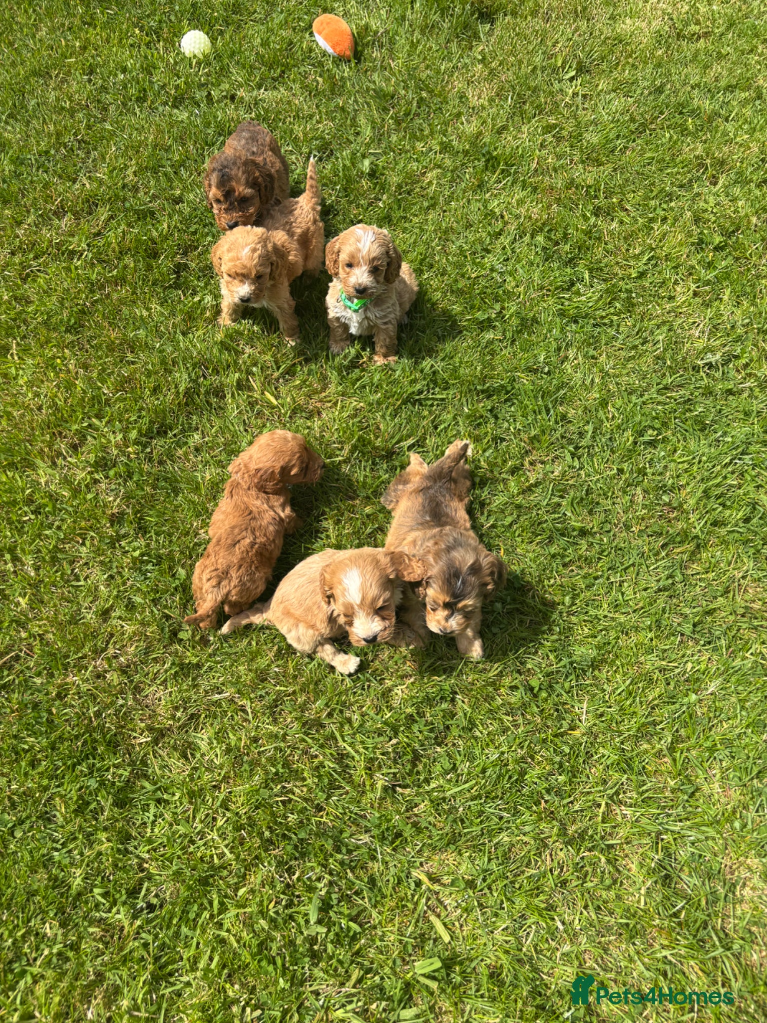 Cockapoo dogs Beautiful F1 cockerpoo puppies  - Advert 3