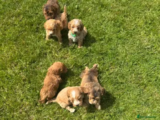 Cockapoo dogs Beautiful F1 cockerpoo puppies - Advert 3