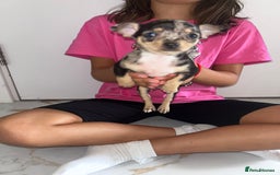 Chihuahua dogs for sale: 3/4 chihuahua 1/4 jack russell - Image 5