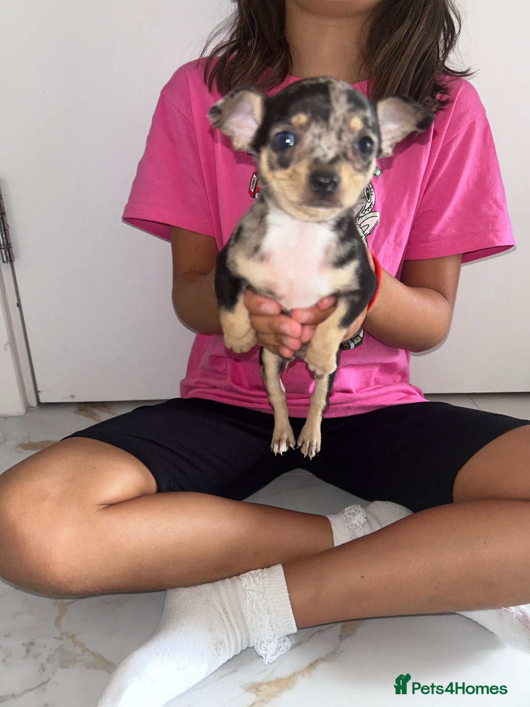 Chihuahua dogs for sale: 3/4 chihuahua 1/4 jack russell - Image 5