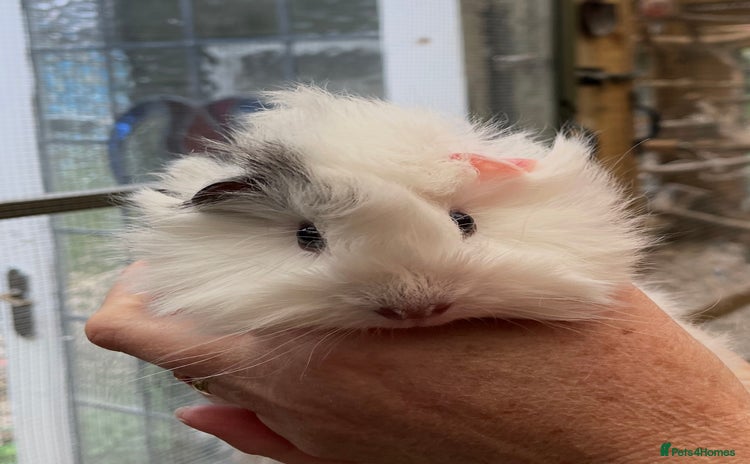 Guinea Pig rodents - Advert 9