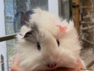 Guinea Pig rodents - Advert 8