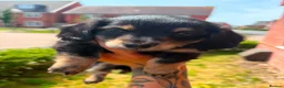 Miniature Dachshund dogs for sale: Stunning long hair Kennel club registered 🐾 - Advert 15