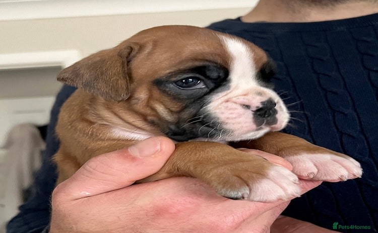 Boxer dogs - Advert 4