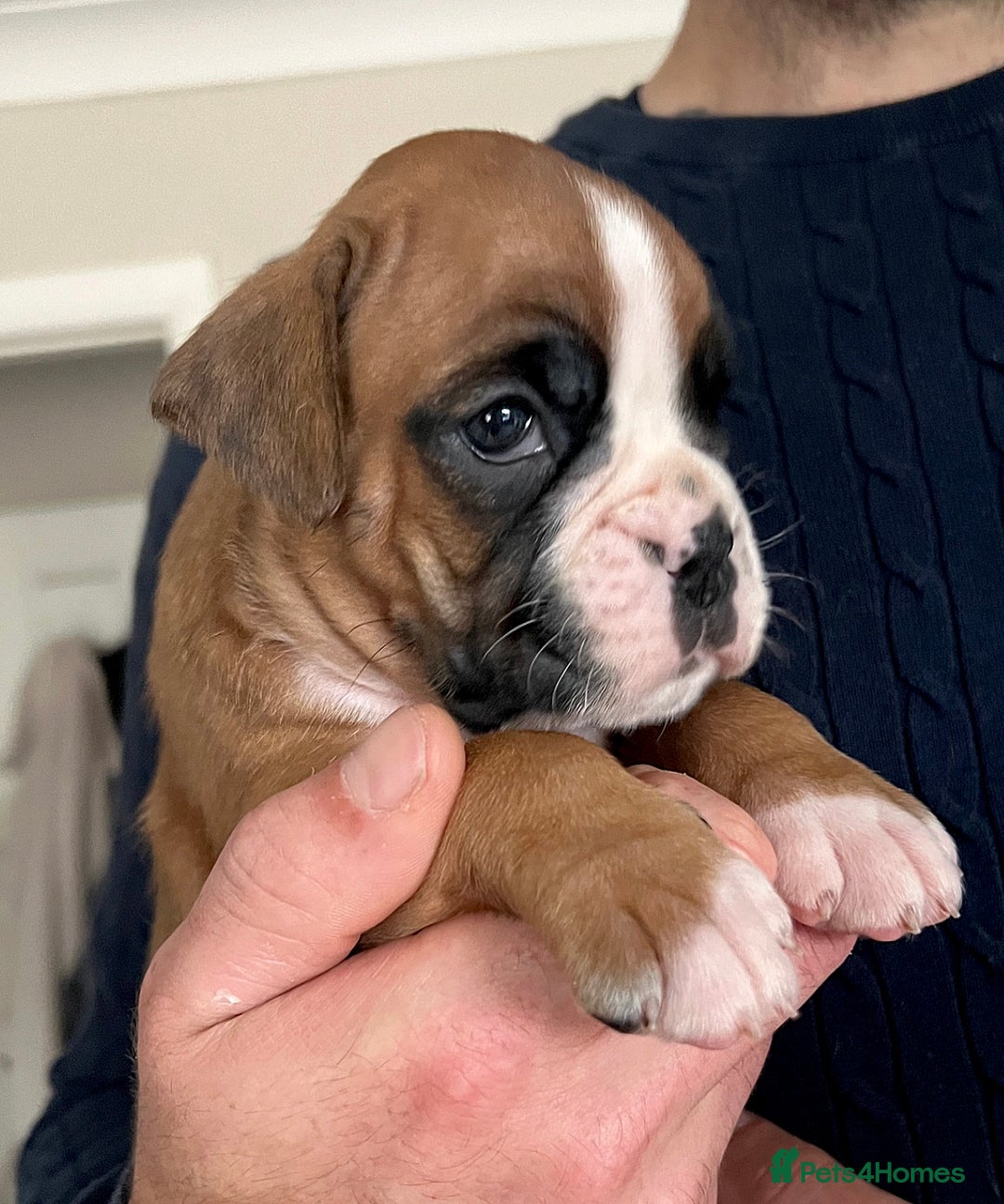 Boxer dogs for sale: Kc Beautiful White Boxer Boys   - Image 1