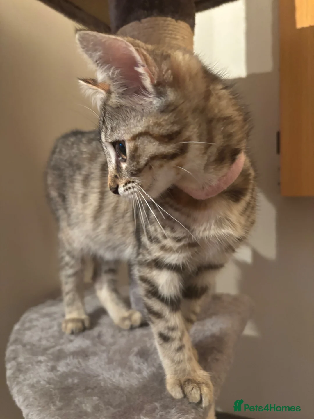 Bombay cats for sale: One short haired Tabby💜 Three Fluff males🩵 - Advert 2