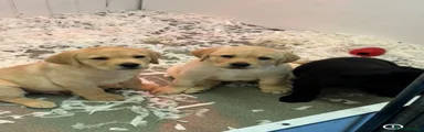 Labrador Retriever 6