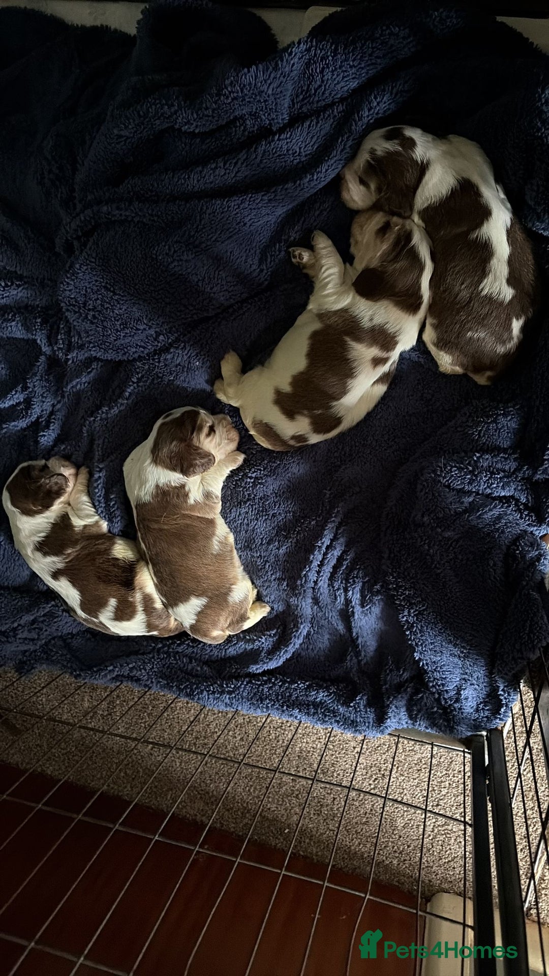 Cocker Spaniel dogs for sale: 🩷Stunning chocolate sable roan show type cocker🩷 - Advert 18