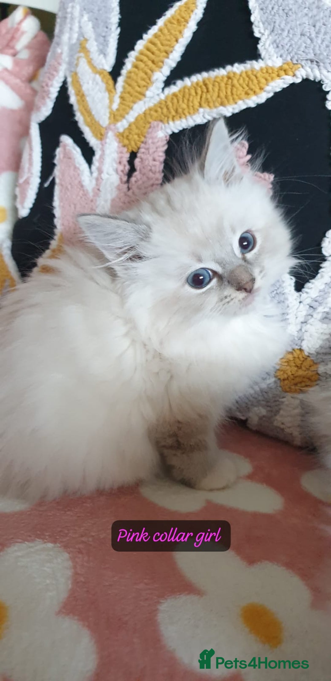 Ragdoll cats for sale: Absolutely Stunning GCCF Registered Kittens. - Advert 26