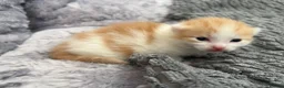 Mixed Breed cats for sale: 5 beautiful kittens looking for a forever home❤️ - Advert 37