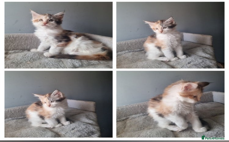 Maine Coon cats - Advert 11