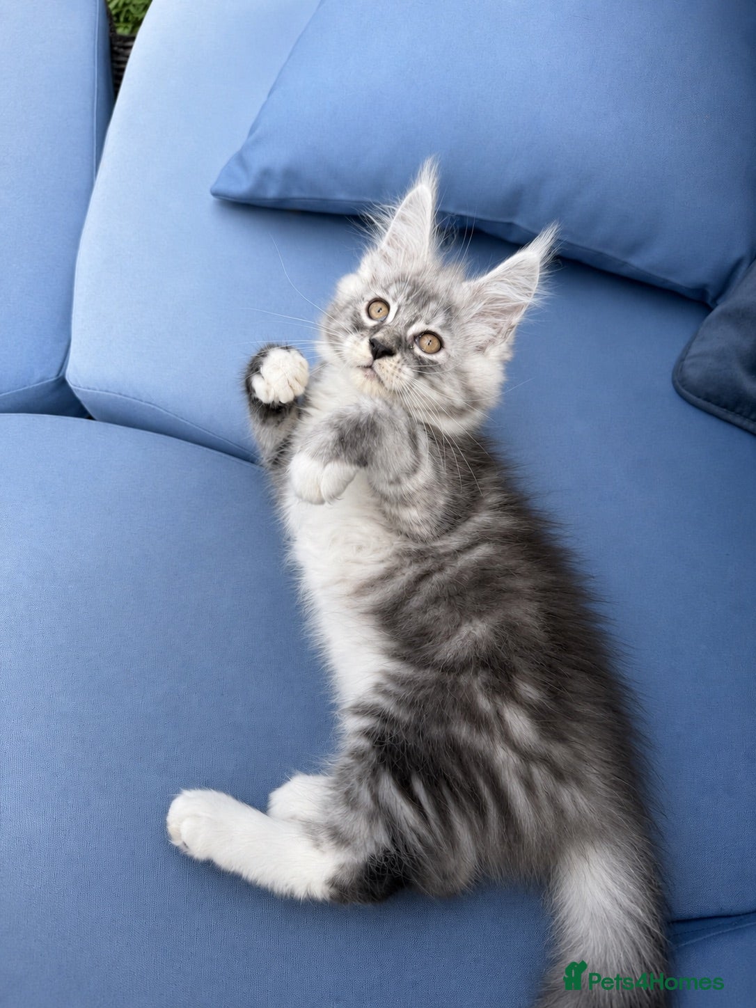 Maine Coon cats Maine Coon Kittens *READY* | DNA | TICA Red.  - Advert 14